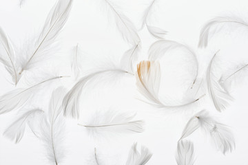 Fototapeta na wymiar seamless background with grey lightweight faint feathers isolated on white