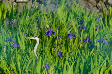 サギのいるハナショウブの池