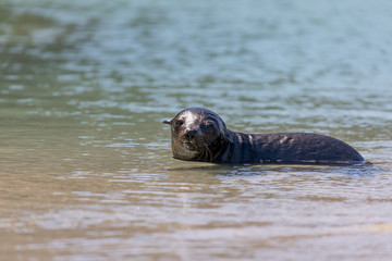 Fototapeta premium Seal puppy playing in pool, New Zealand