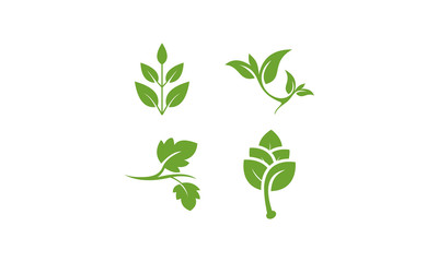 Fototapeta premium green leaf