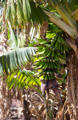 Obraz premium bunch of spicy bananas on a spring plantation