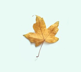 A leaf isolated on light blue background   