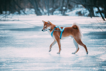 dog running on the ice