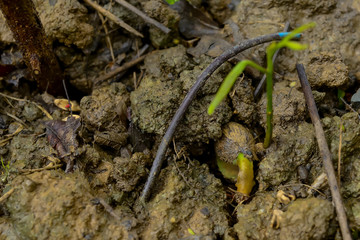 Regenerate seeds