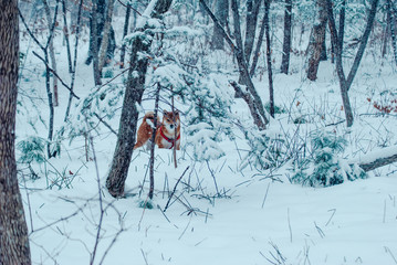 skier in winter forest