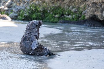 Seal pups playing in pool, New Zealand