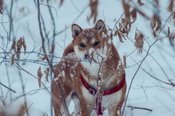 red fox in the snow