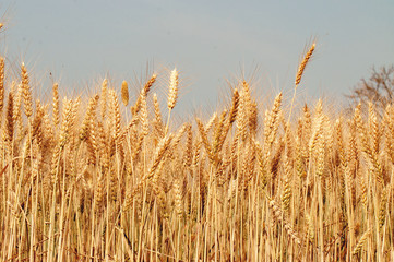 Golden spike of the wheat crop 