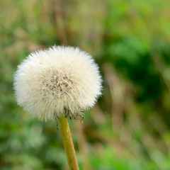 Closeup of past bloom dandelion on the blurred green background.