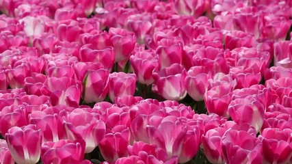 Pink Tulip Farm