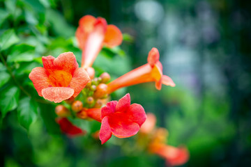 beautiful red flower on the Green bushes.