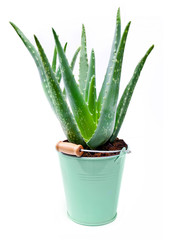 Aloe Vera and flower pot