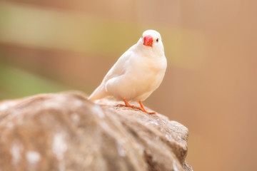 Small Cute bird, finch bird on the tree branch . .