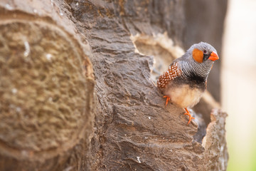 Zebra finch bird, perched on a tree branch .
