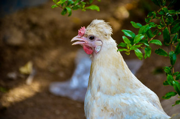 hen on farm
