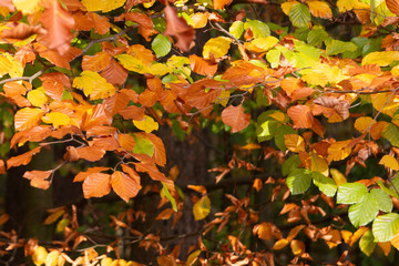 Foliage of a beech tree in detail