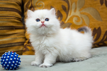 Cute British Kitten BRI N 33 Seal Point Color With Blue Eyes Funny