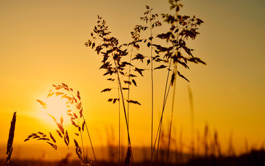 Sunset over the meadow, summertime, zen meditative background
