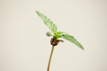 seeds skin hemp plant. medical cannabis growing. young marijuana leaves