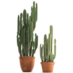 Cereus cactus in pot	