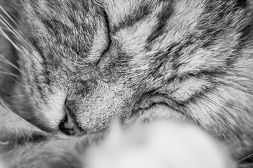 Le chat gris endormi