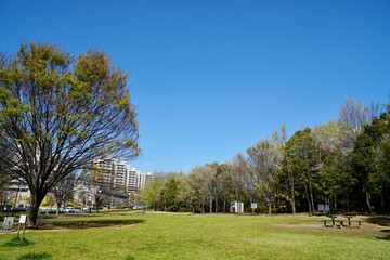 Fototapeta na wymiar 新緑の公園