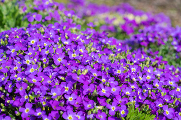Obraz premium Blaukissen, Aubrieta, Frühling