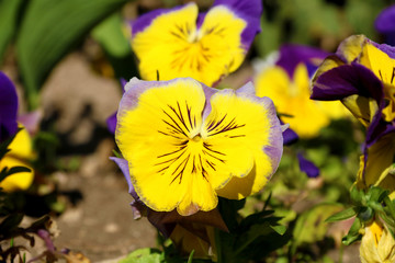 Pansy is a amazing flower and its colour combination is great. Viola tricolor var. hortensis. Viola Wittrockianna (Pansy). beautiful multi-colored flowers pansies.