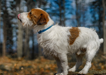 Small dog Jack Russell terrier beautifully poses for a portrait in the forest