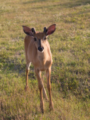 Vertical frontal view of young male white-tailed deer with short antlers standing in dry grass flowers staring intently in the early morning light, Port-Menier, Anticosti, Quebec, Canada