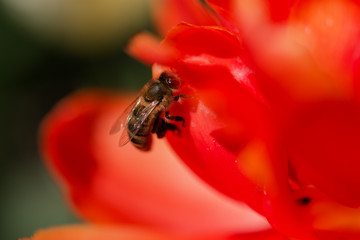 Bee closeup on red flower background