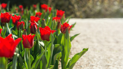 Flower bed with red tulips in sunlight