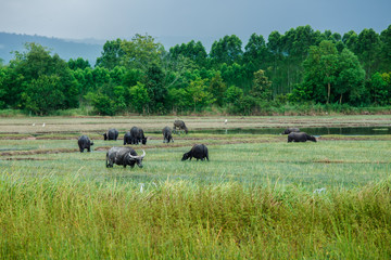 Thailand, Domestic Water Buffalo, 2015, Agricultural Field, Agriculture