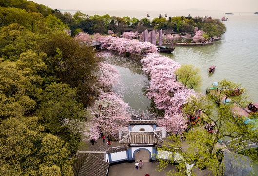 Cherry blossoms forest photographed by UAV, at Wuxi.