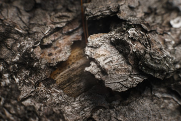 Photo of a pine tree bark close up