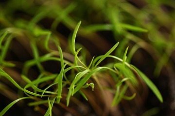 green dill sprouts