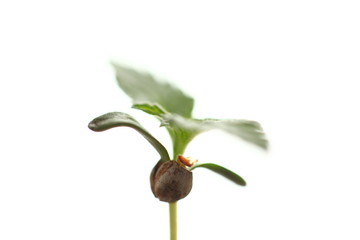 seeds skin hemp plant. medical cannabis growing. young marijuana leaves