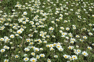 Растения цветы  трава грибы огурцы перец малина зелень