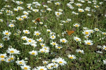 Растения цветы  трава грибы огурцы перец малина зелень