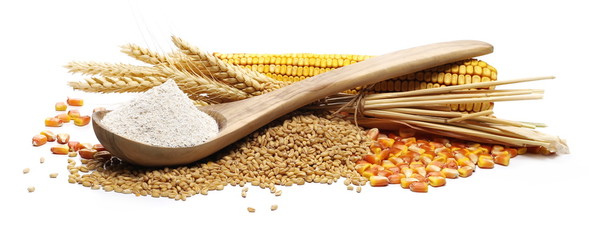 Cob of corn with kernels, dry wheat ears, grains, and integral flour in wooden spoon