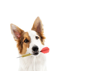 Süßer Hund hält einen Dartpfeil im Mund, freisteller vor Weiß mit Textfreiraum
