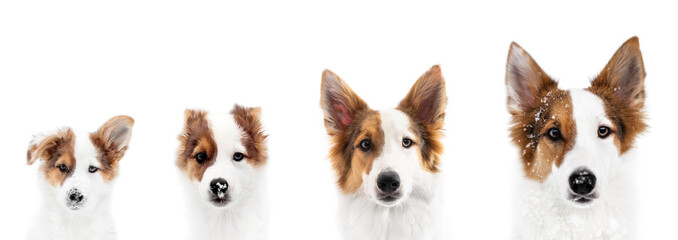 Panorama, Hund zeigt Wachstum oder Wachstumsphase, von Welpe bis ausgewachsen