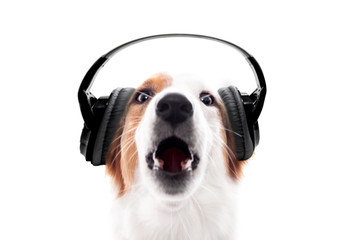 Hund trägt Kopfhörer und bellt oder heult dazu, freisteller vor Weiß