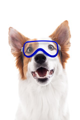Hund trägt eine Schutzbrille, isoliert vor Weiß
