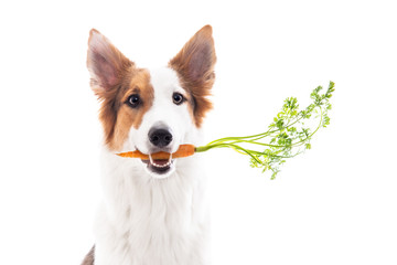 Süßer Hund hält eine frische Karotte im Mund, freigestellt vor Weiß