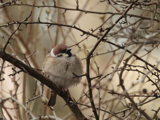 Bird. Eurasian tree sparrow.