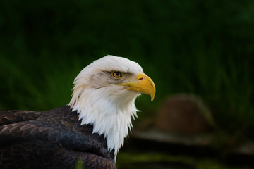 portrait of an american bald eagle