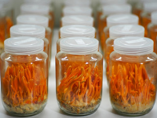 Cordyceps Militaris mushroom planting process in glasses bottle in organic farming.