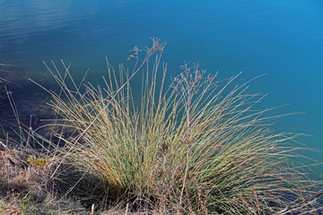 Ufer-Gras