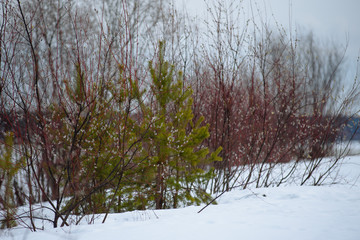 Easter willow close up.